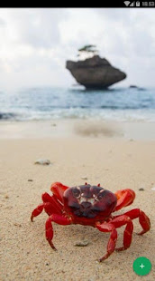 Crab Animal Wallpaper(圖2)-速報App