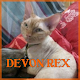 Download Devon Rex For PC Windows and Mac 1.0