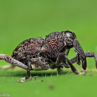 Long-snout Weevil