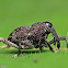 Long-snout Weevil