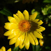 Golden everlasting 'Diamond Head'