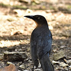 Mexican grackle