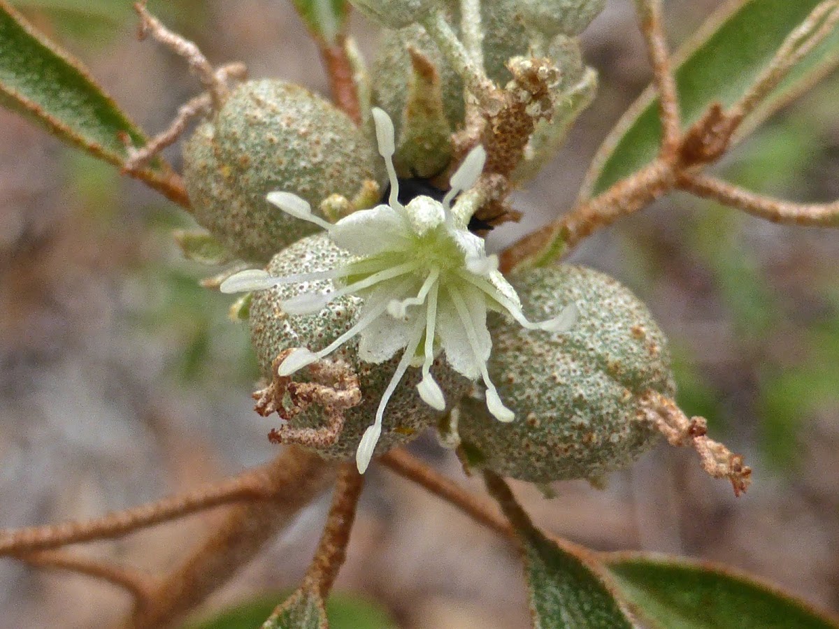 Silver Croton