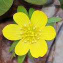 Winter Aconite