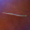 Atlantic Needlefish