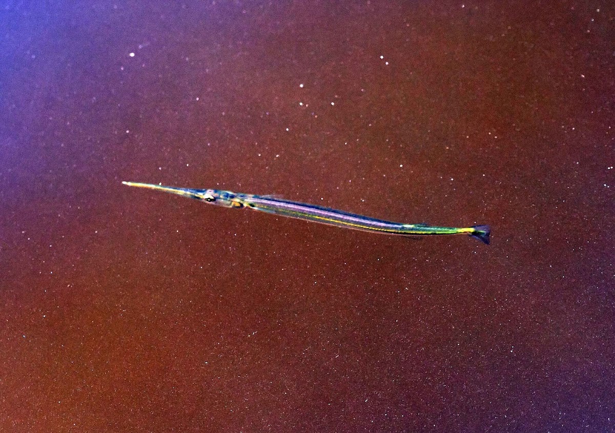 Atlantic Needlefish