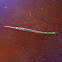 Atlantic Needlefish