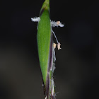 Wallaby Grass