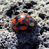 Tortoise Ladybug