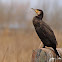 Cormorán grande (Great cormorant)