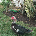 Muscovy Duck