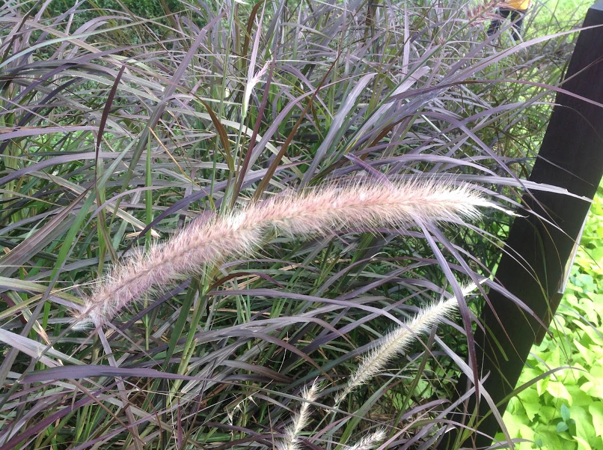 Red Fountain Grass