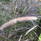 Red Fountain Grass