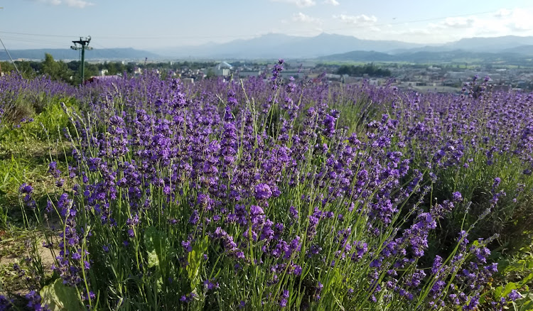 CR-Zの地震災害に遭われた方々にお見舞い申し上げます・がんばろう石川県　がんばろう能登・ロングドライブ・ラベンダーに関するカスタム事例の投稿画像2枚目