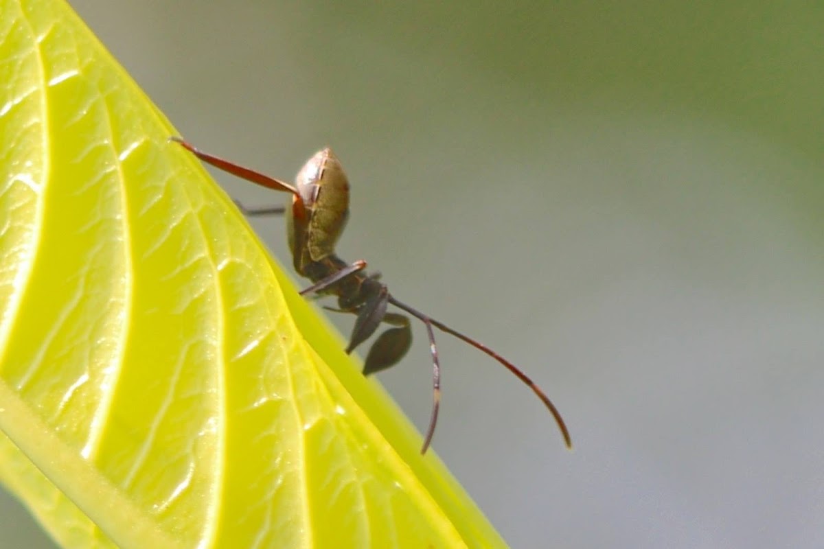 Leaf footed bug nymph