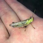 Red-Legged Grasshopper