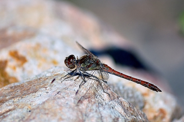 Dragonfly di jappone