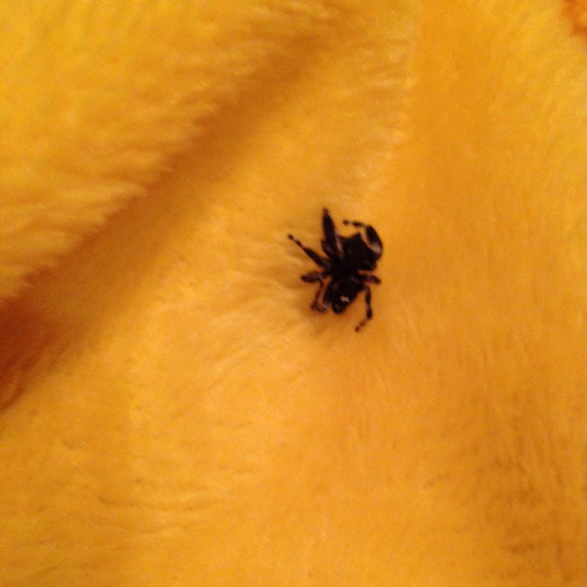 Bold jumping spider