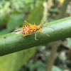 Assassin Bug