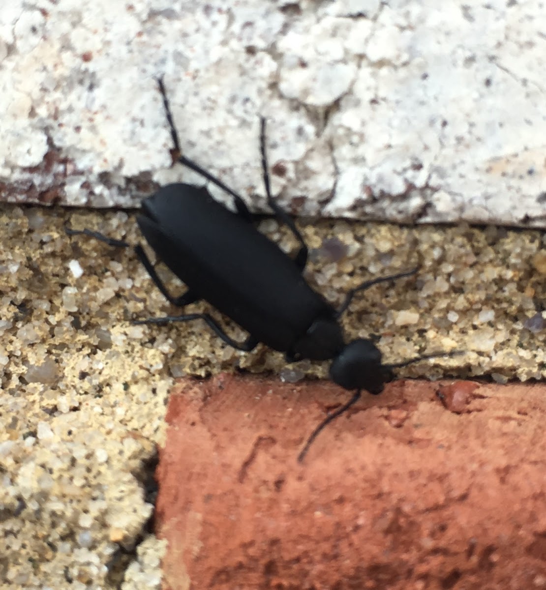 Black Blister Beetle