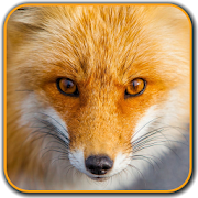 Wild Animal Photos 2.0 Icon