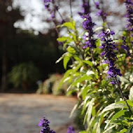 菁芳園 Tenway Garden／花園餐廳／落羽松