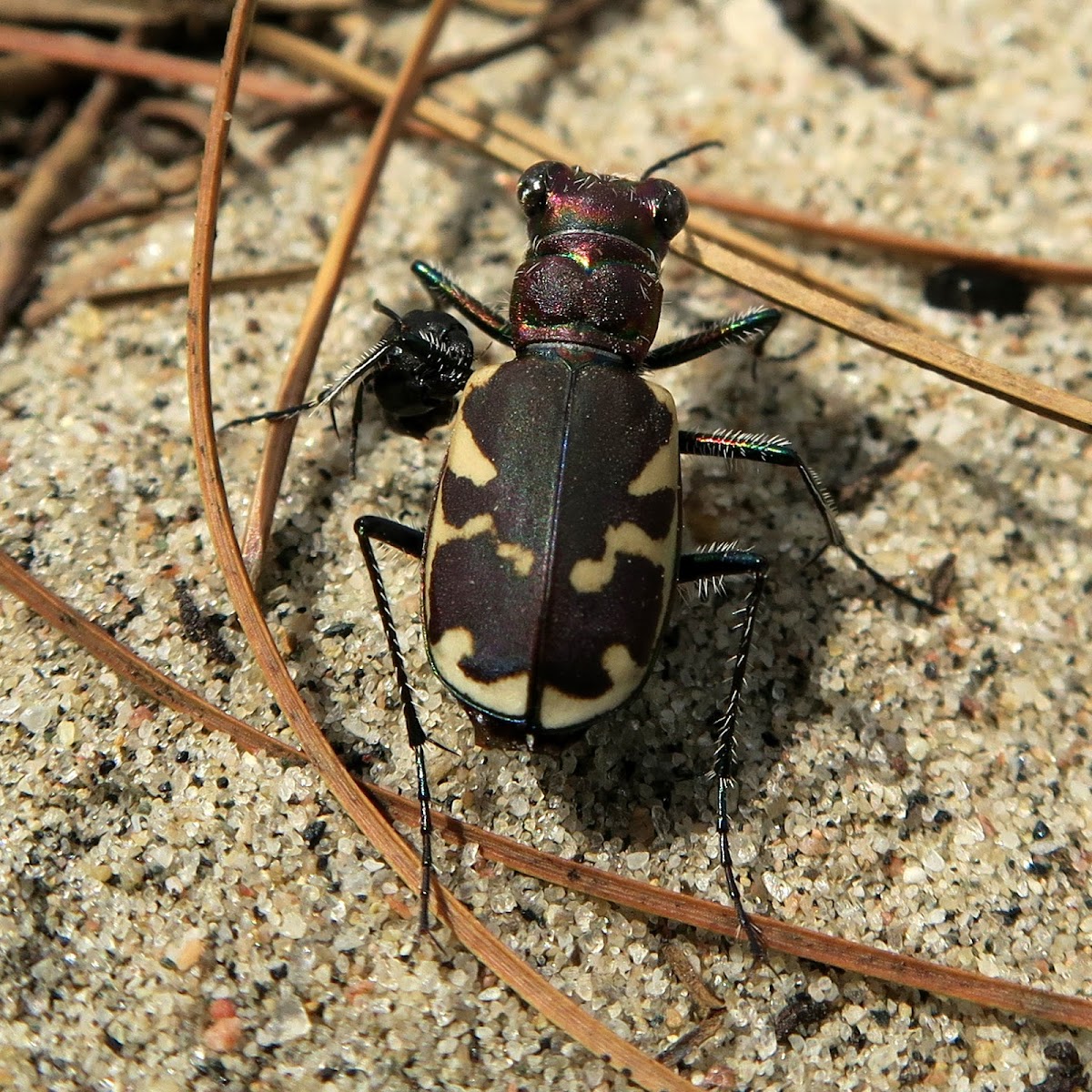 Oblique-lined Tiger Beetle