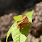 Tropical Buckeye Butterfly