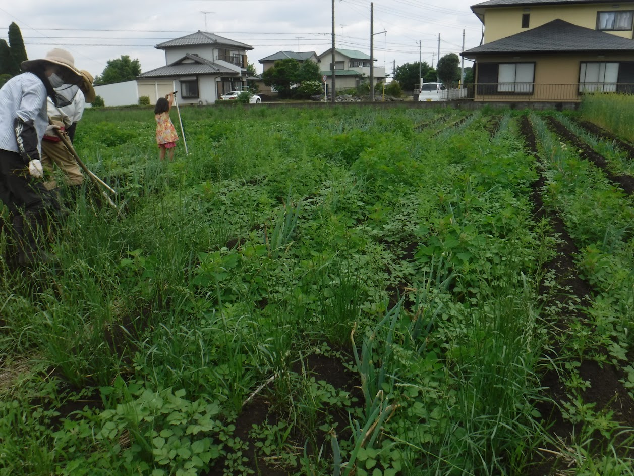 2019/4/14に定植した長ネギを6/12まで放置して草ぼうぼう。消えてしまったネギも多い