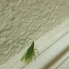 Planthopper