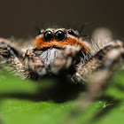 Tan Jumping Spider