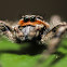 Tan Jumping Spider