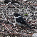 White-collared Seedeater