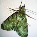 Large brown hawkmoth