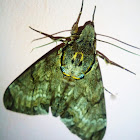 Large brown hawkmoth