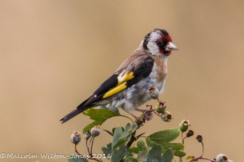 Goldfinch