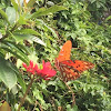 Gulf Fritillary