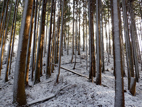 薄っすらと雪化粧