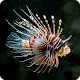 Download Animal Underwater Live Wallpaper For PC Windows and Mac 1.0