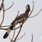 White-bellied go-away-bird