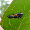 Multicolored Asian Lady Beetle