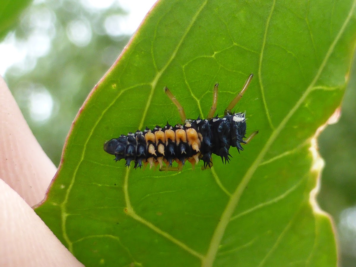 Multicolored Asian Lady Beetle