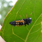 Multicolored Asian Lady Beetle