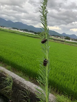 これからおなしゃす