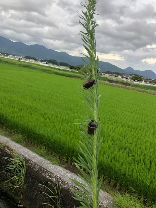 「これからおなしゃす」のメインビジュアル