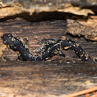 Ocmulgee Slimy Salamander