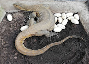 The Nile monitor that tried to lay her eggs in the garden of an Umlazi home.