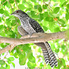 Asian Koel ( F ) कोइली