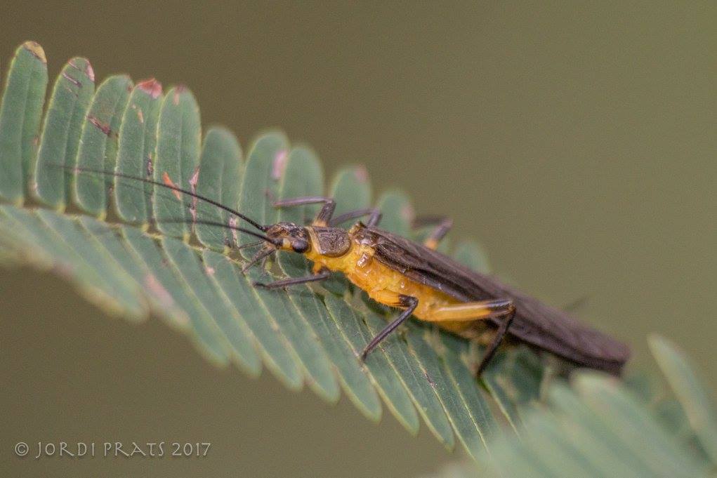 Giant Stonefly