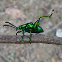 Frog-legged Beetle